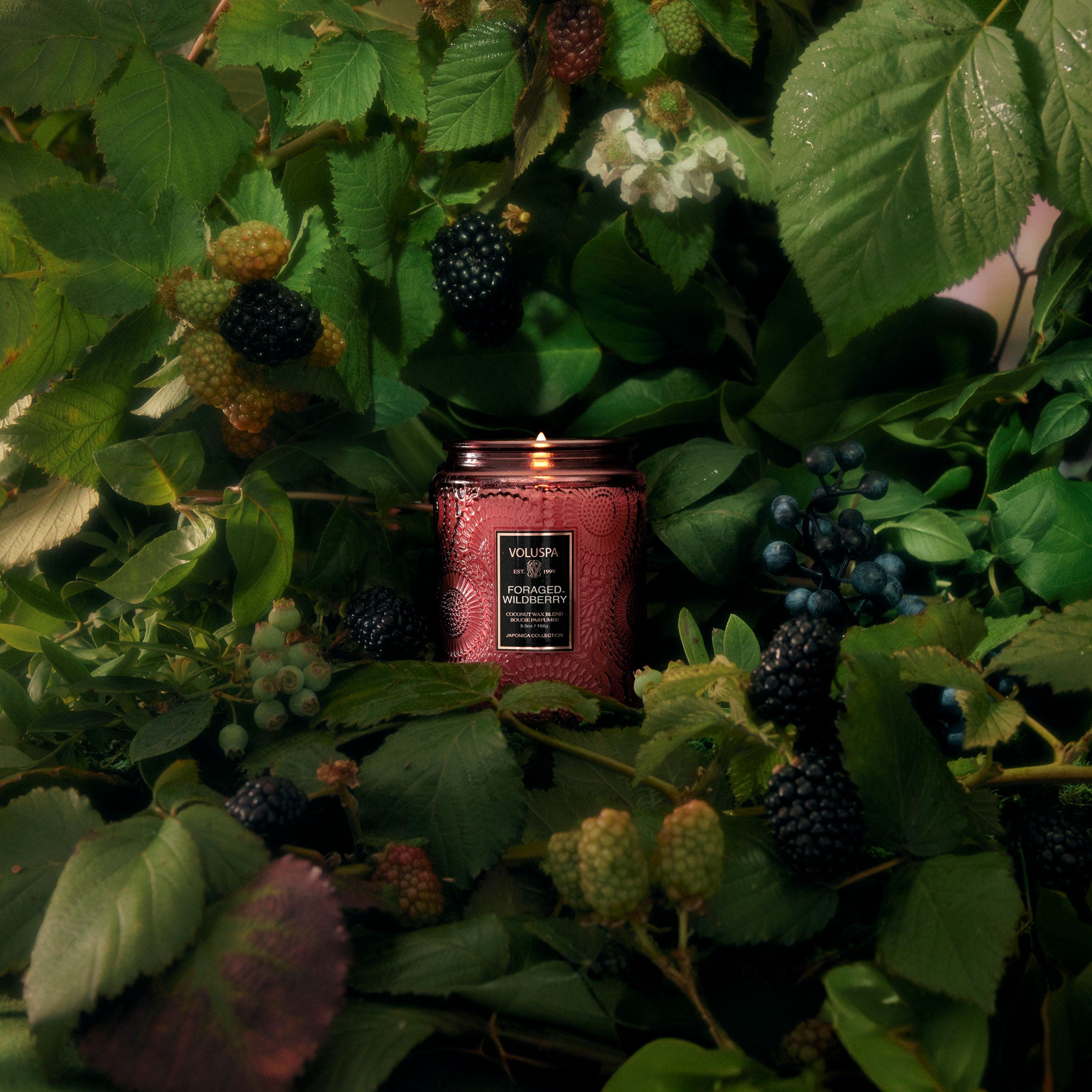 Foraged Wildberry - Small Jar Candle - Image 2